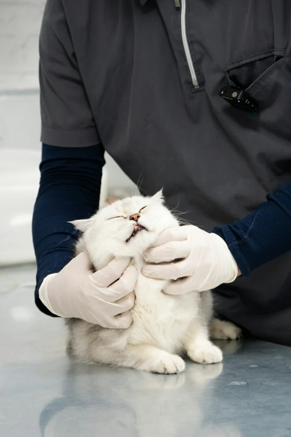 진찰을 받는 고양이 참고 사진